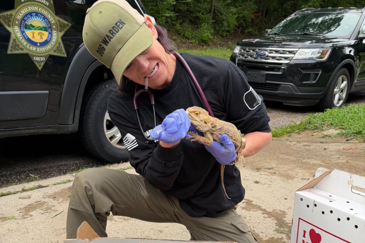A dog warden holding a reptile.