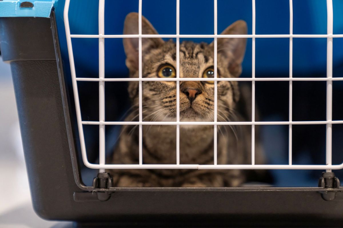 A cat in a carrier.