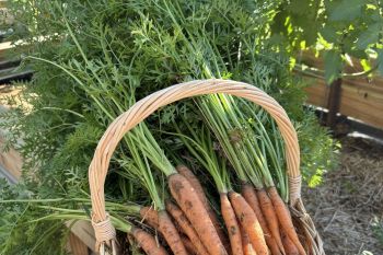 A basket of carrots.