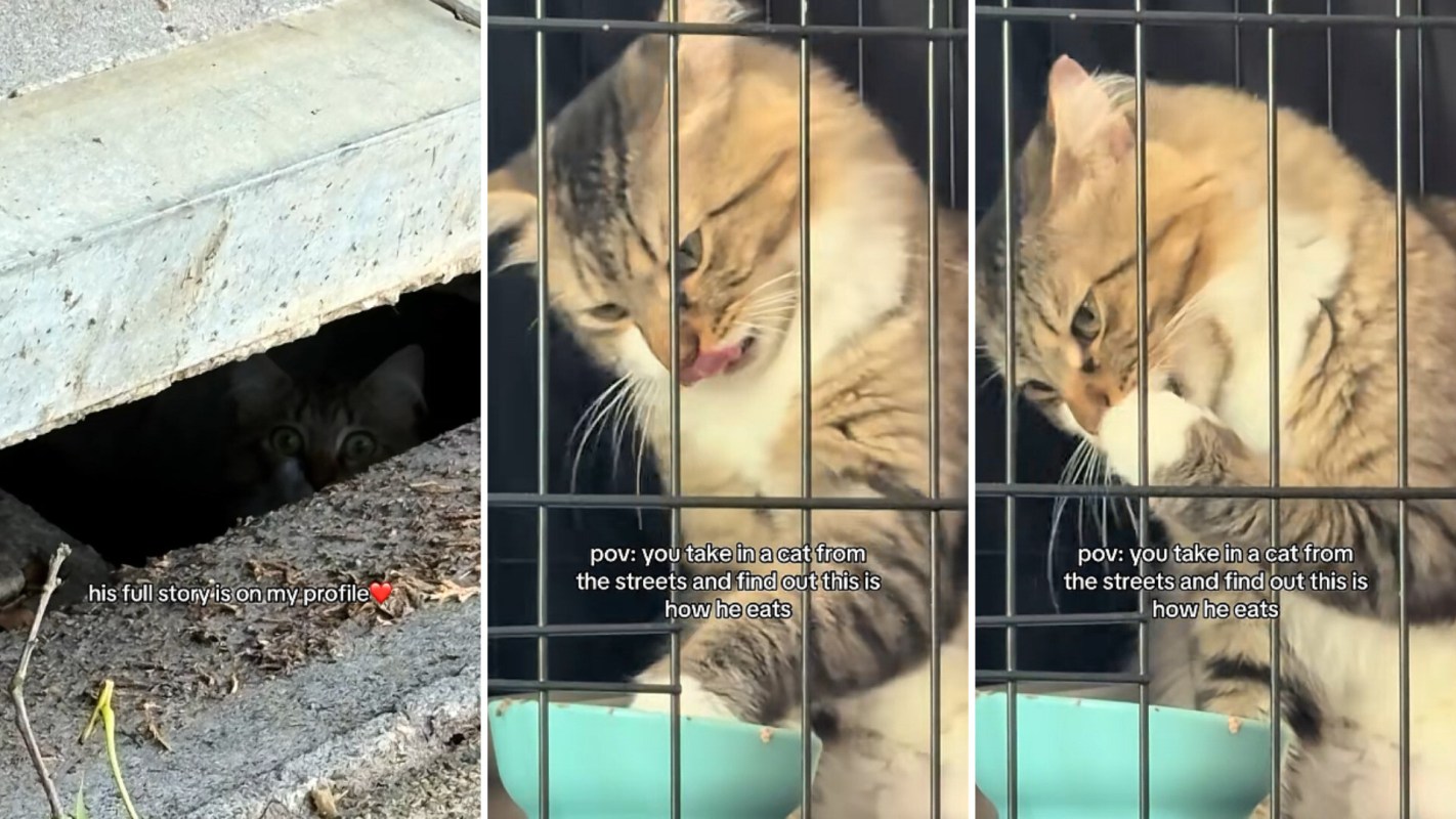 A cat eating from a bowl inside a cage, with another cat peeking from a hole nearby.