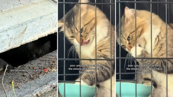 A cat eating from a bowl inside a cage, with another cat peeking from a hole nearby.