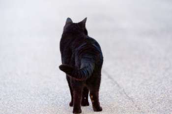A black cat walks away on a paved pathway.