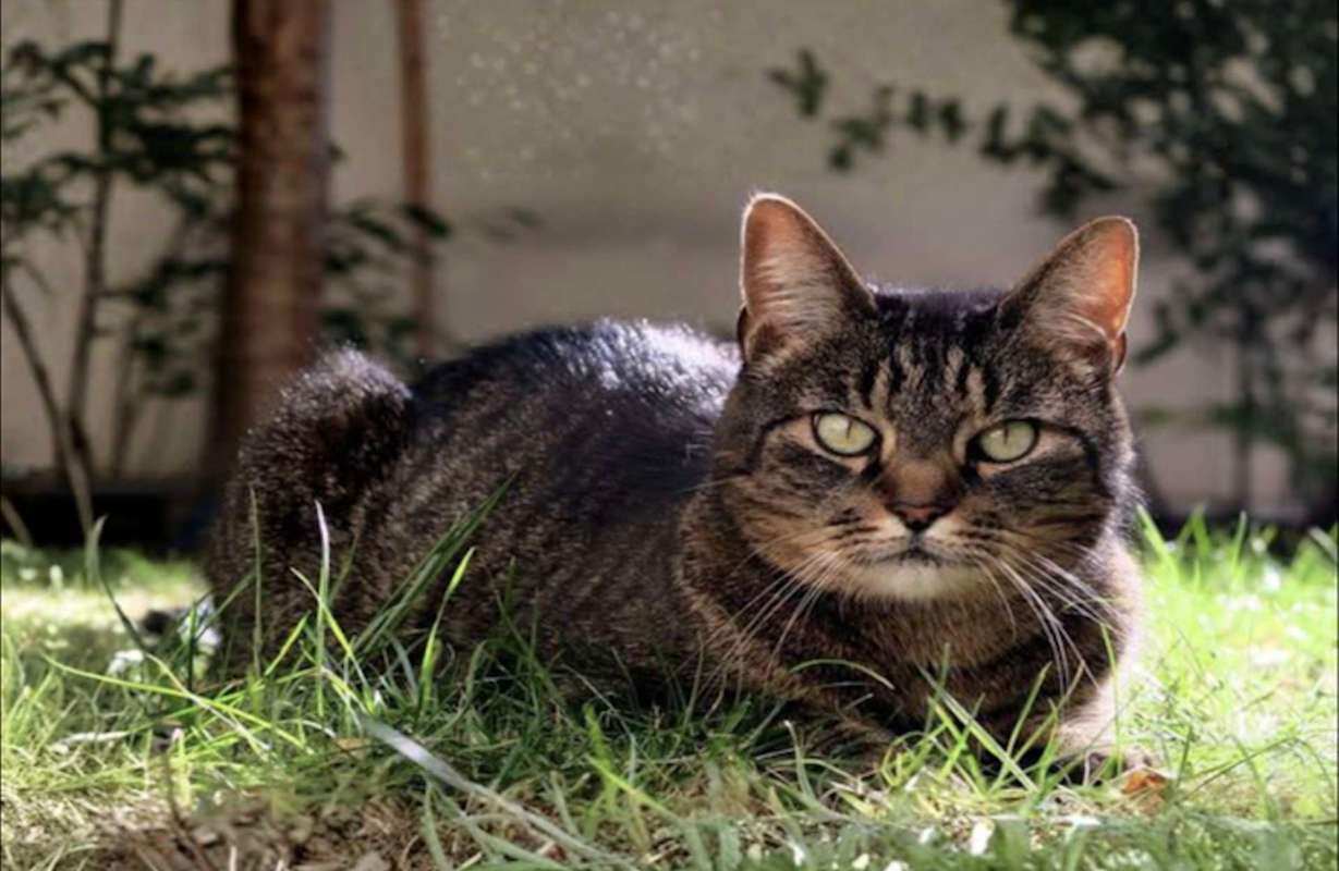 A cat lounging in grass with greenery in the background.