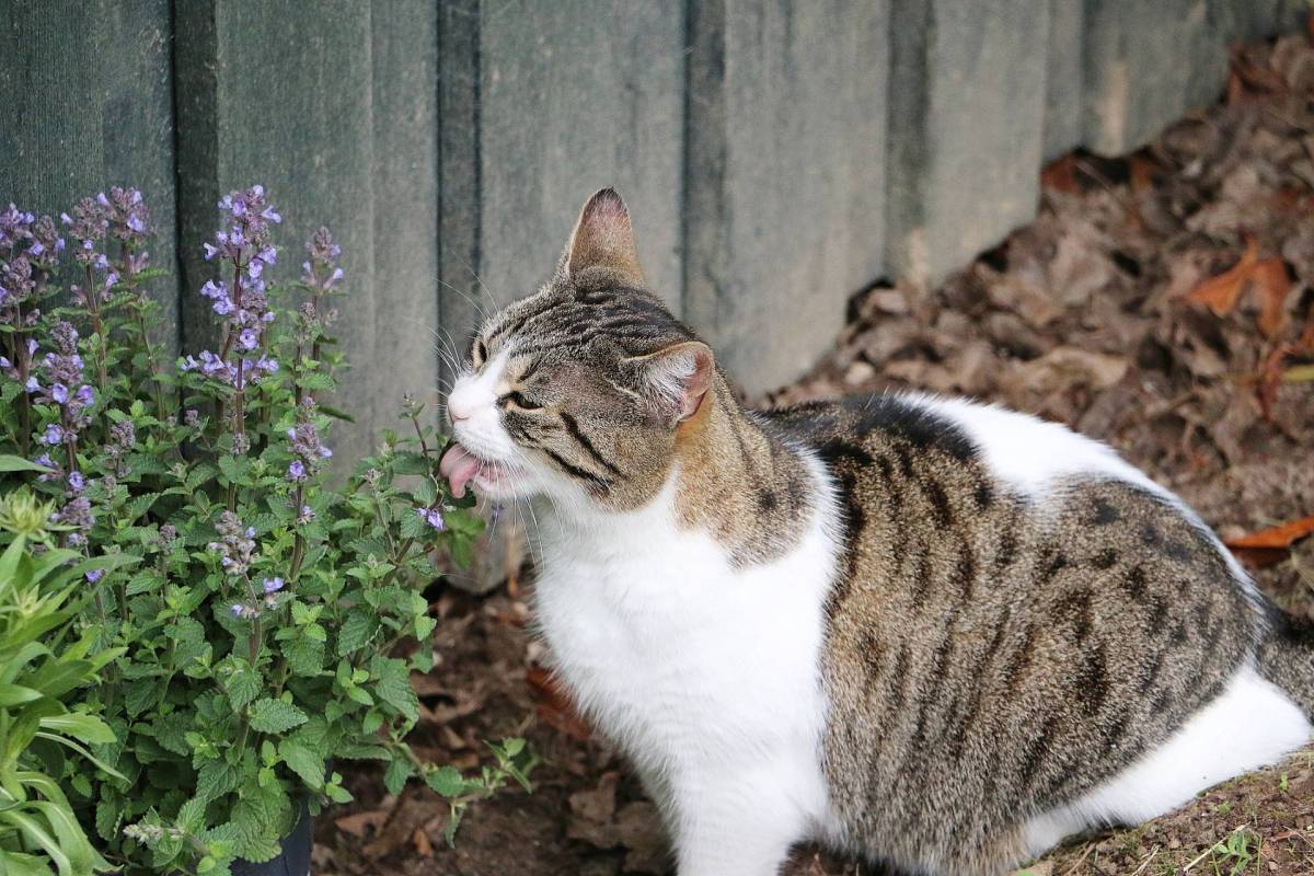 A cat licking catnip.