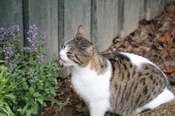 A cat licking catnip.
