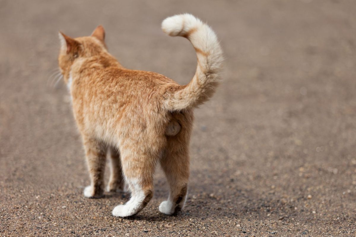 The backside of a cat.