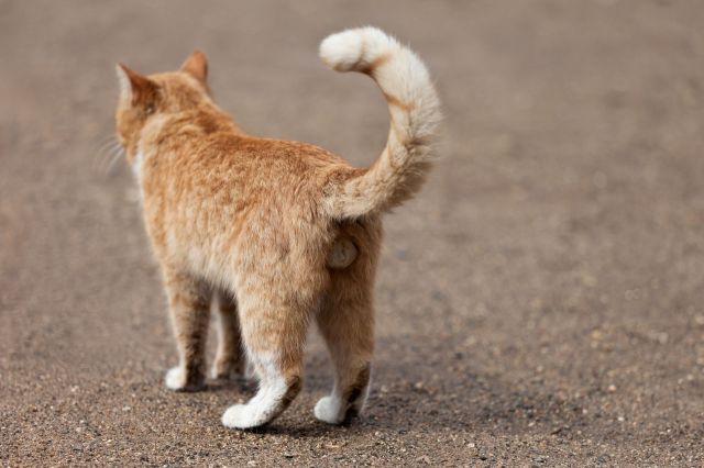 The backside of a cat.