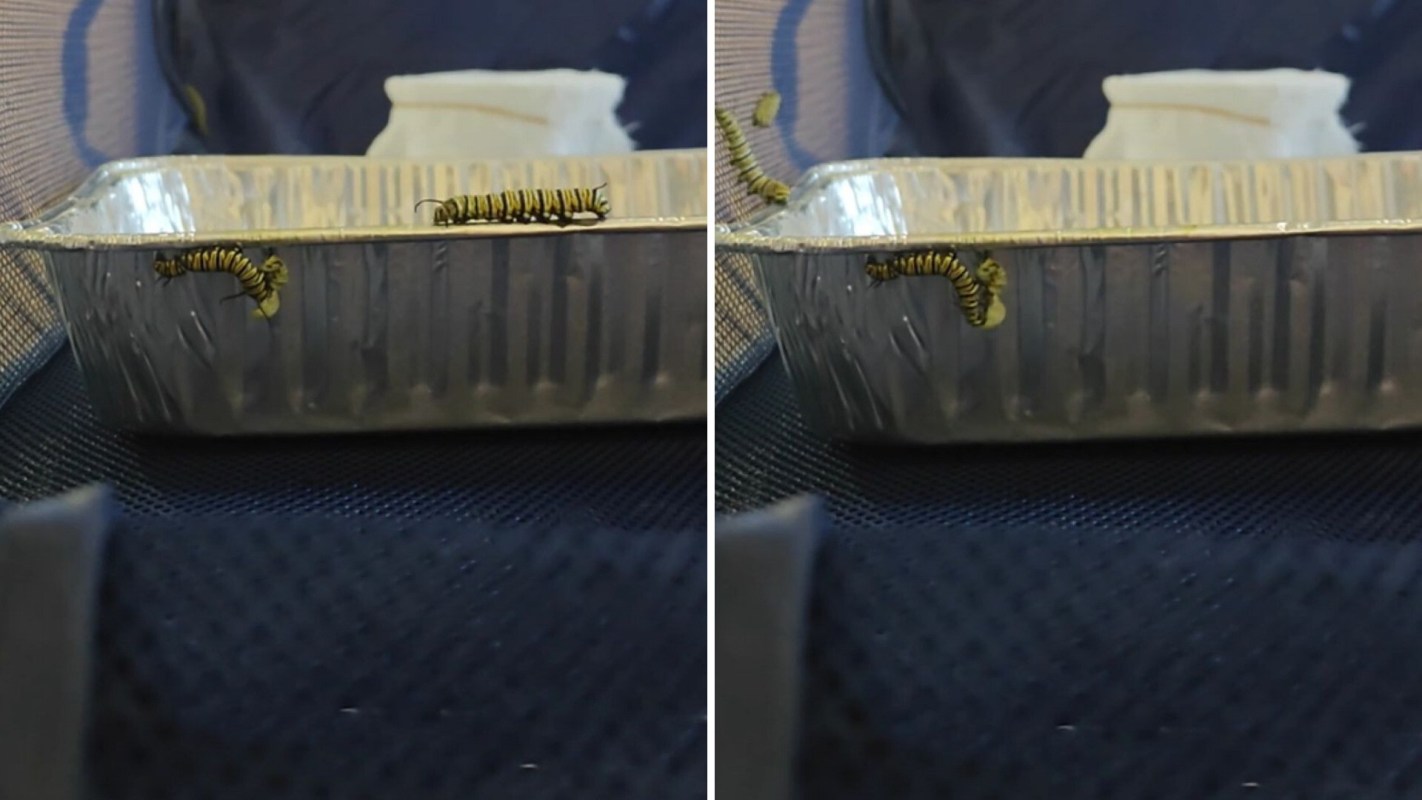 A caterpillar eating a chrysalis.