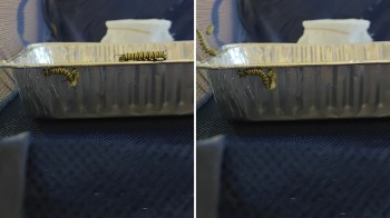 A caterpillar eating a chrysalis.