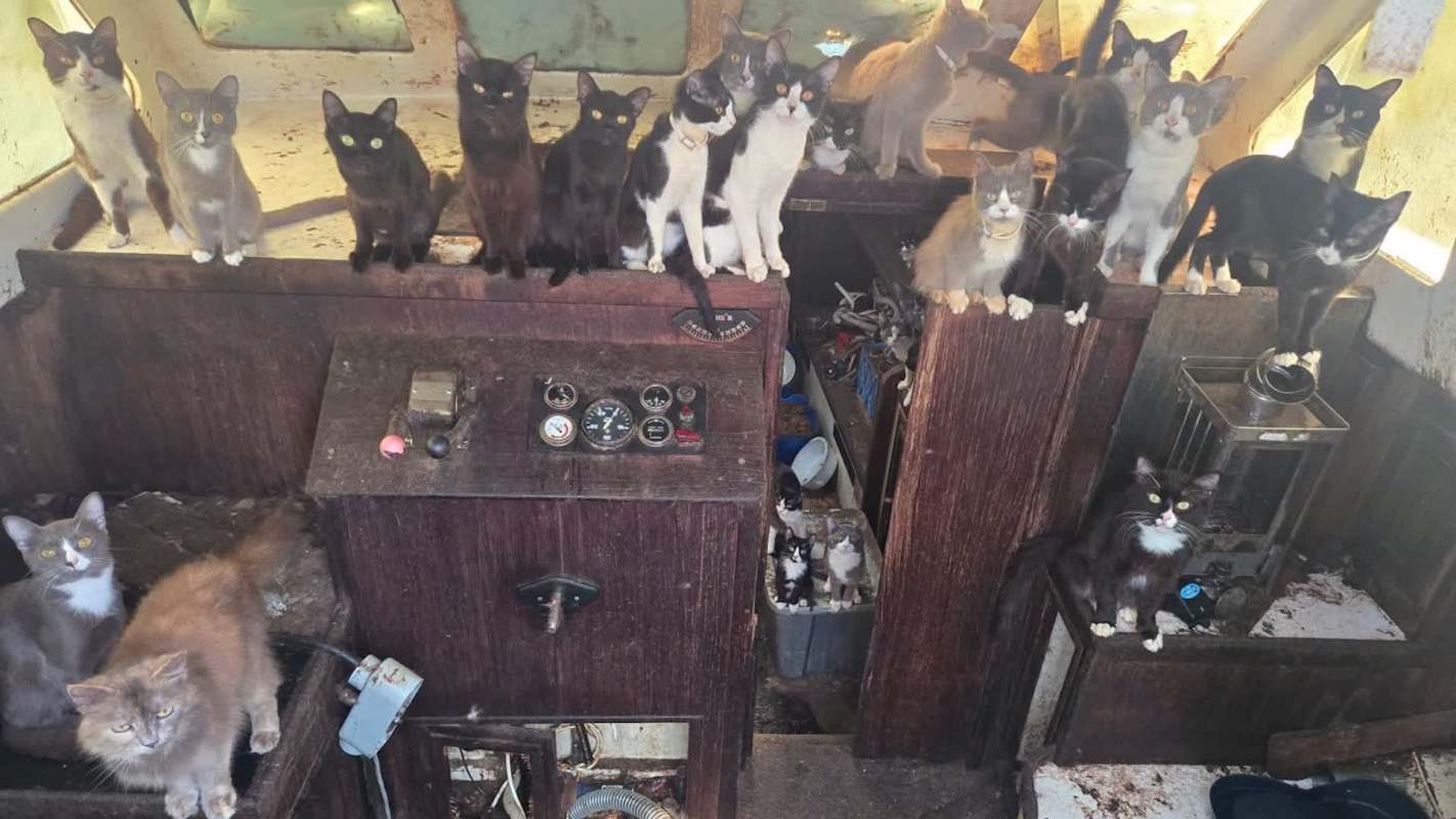 A variety of cats sitting and exploring inside an old boat cabin.