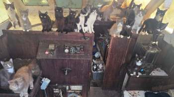 A variety of cats sitting and exploring inside an old boat cabin.