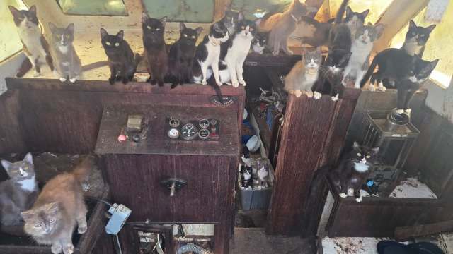 A variety of cats sitting and exploring inside an old boat cabin.