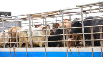 A group of cattle enclosed in a livestock trailer.