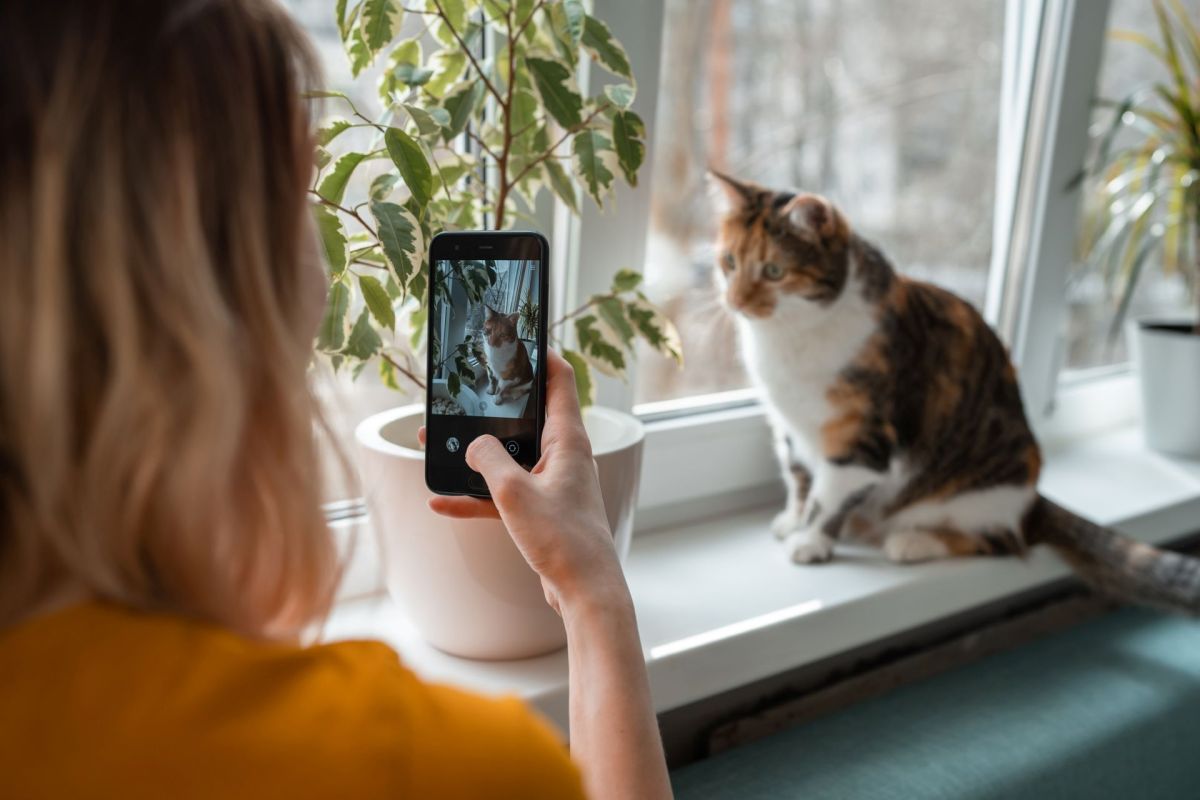 A woman taking video of a cat on a window sill.