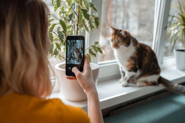 A woman taking video of a cat on a window sill.