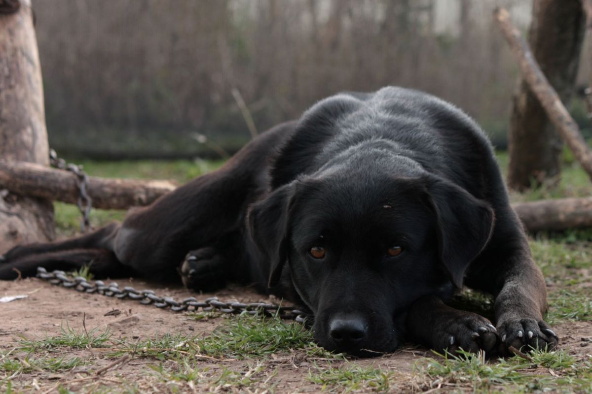 A dog chained.