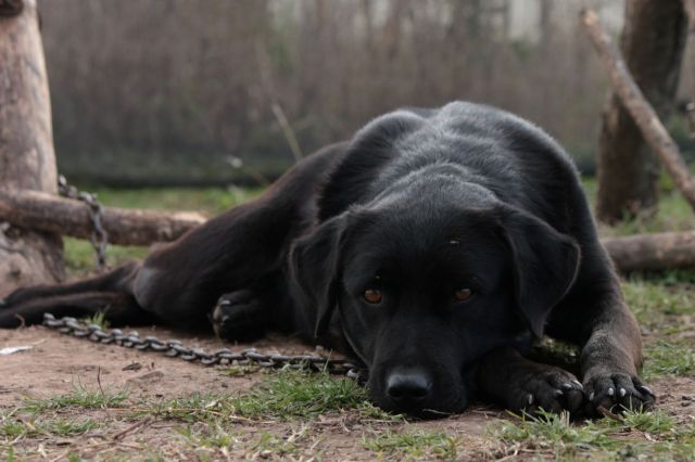 A dog chained.