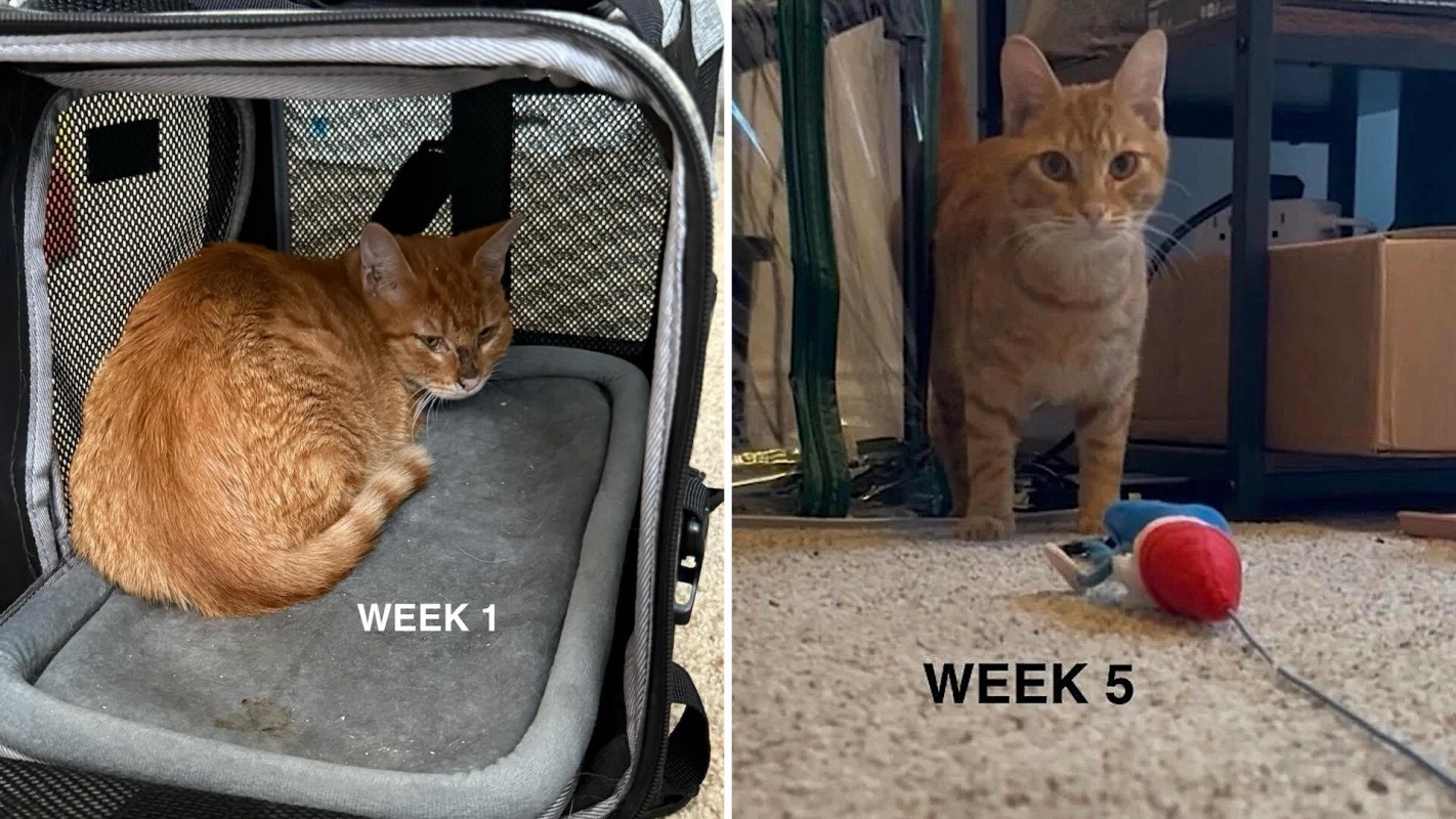 An orange rescue cat gaining confidence and strength.
