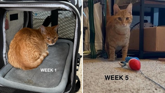 An orange rescue cat gaining confidence and strength.