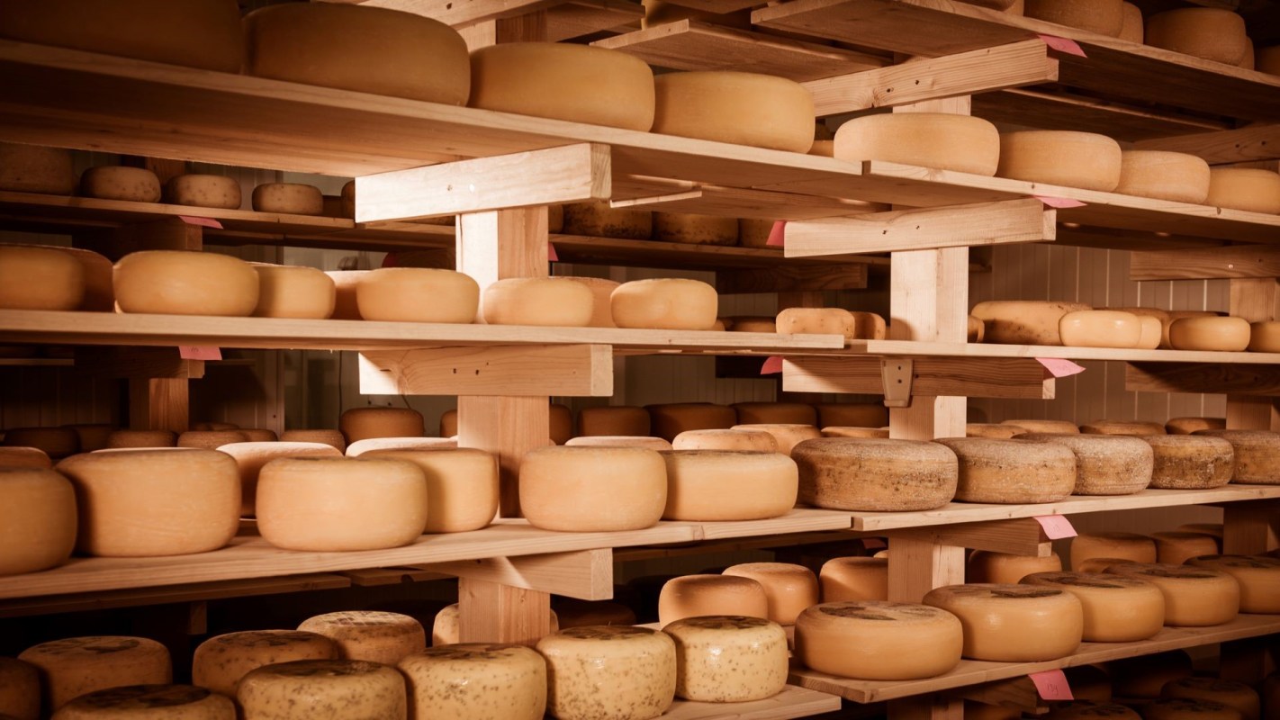 Shelves filled with various types of cheese with yellow rinds in a storage area.