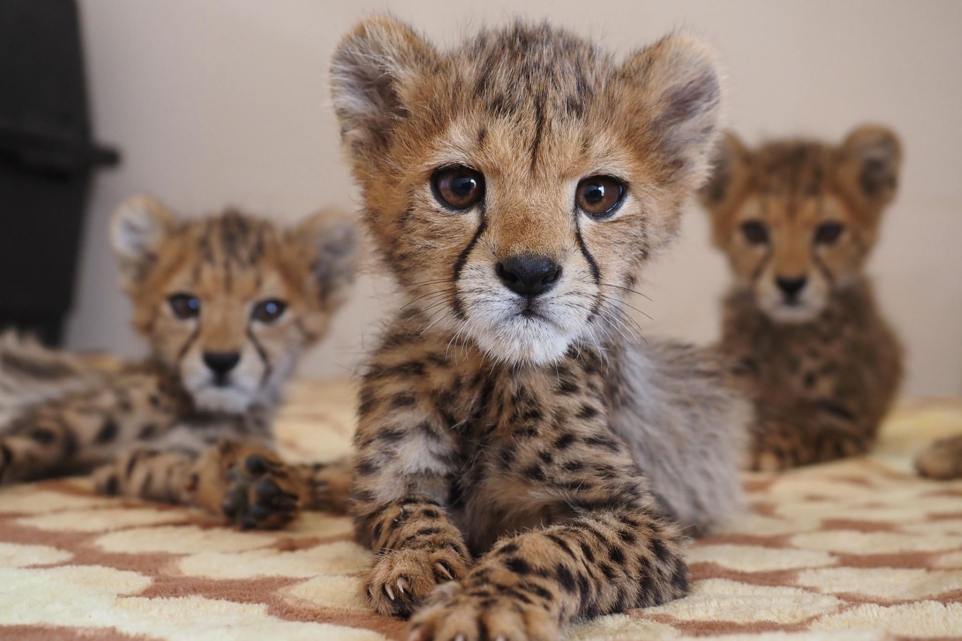 Cheetah named Tiny Tim was just weeks old when rescuers saved him from wildlife trade