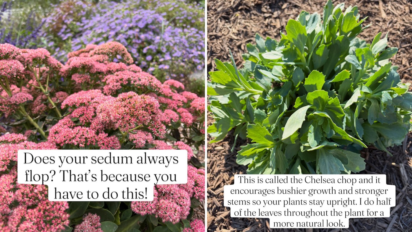 Pink sedum flowers in a garden.