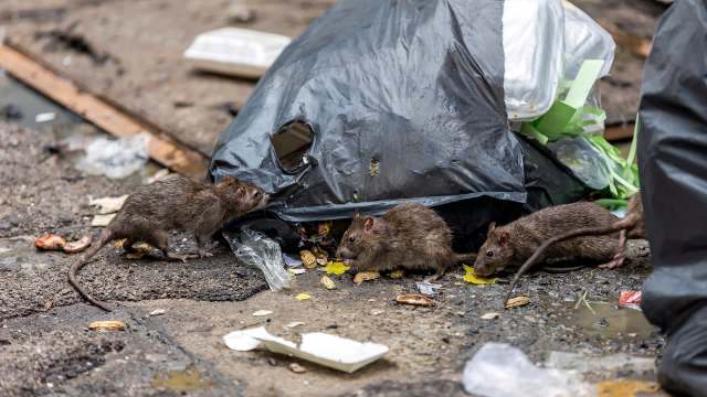 Rats scavenging in a trash bag.