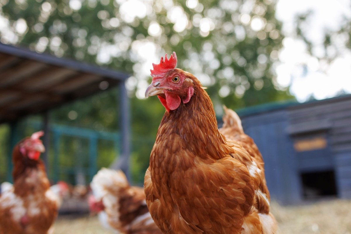 backyard chickens