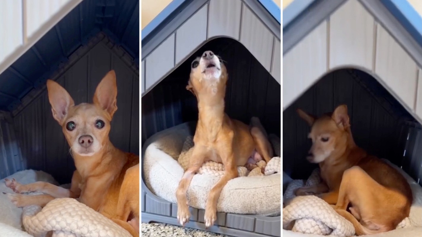 A rescue Chihuahua, Starla, in a doghouse.