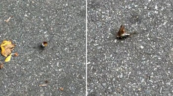 A bee and a cicada on a textured surface, with scattered leaves nearby.