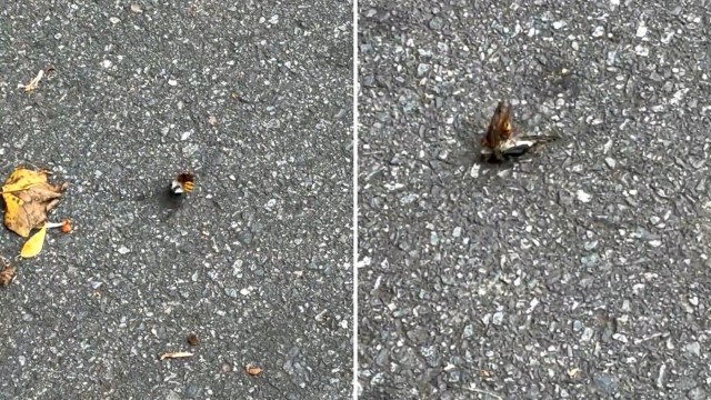 A bee and a cicada on a textured surface, with scattered leaves nearby.