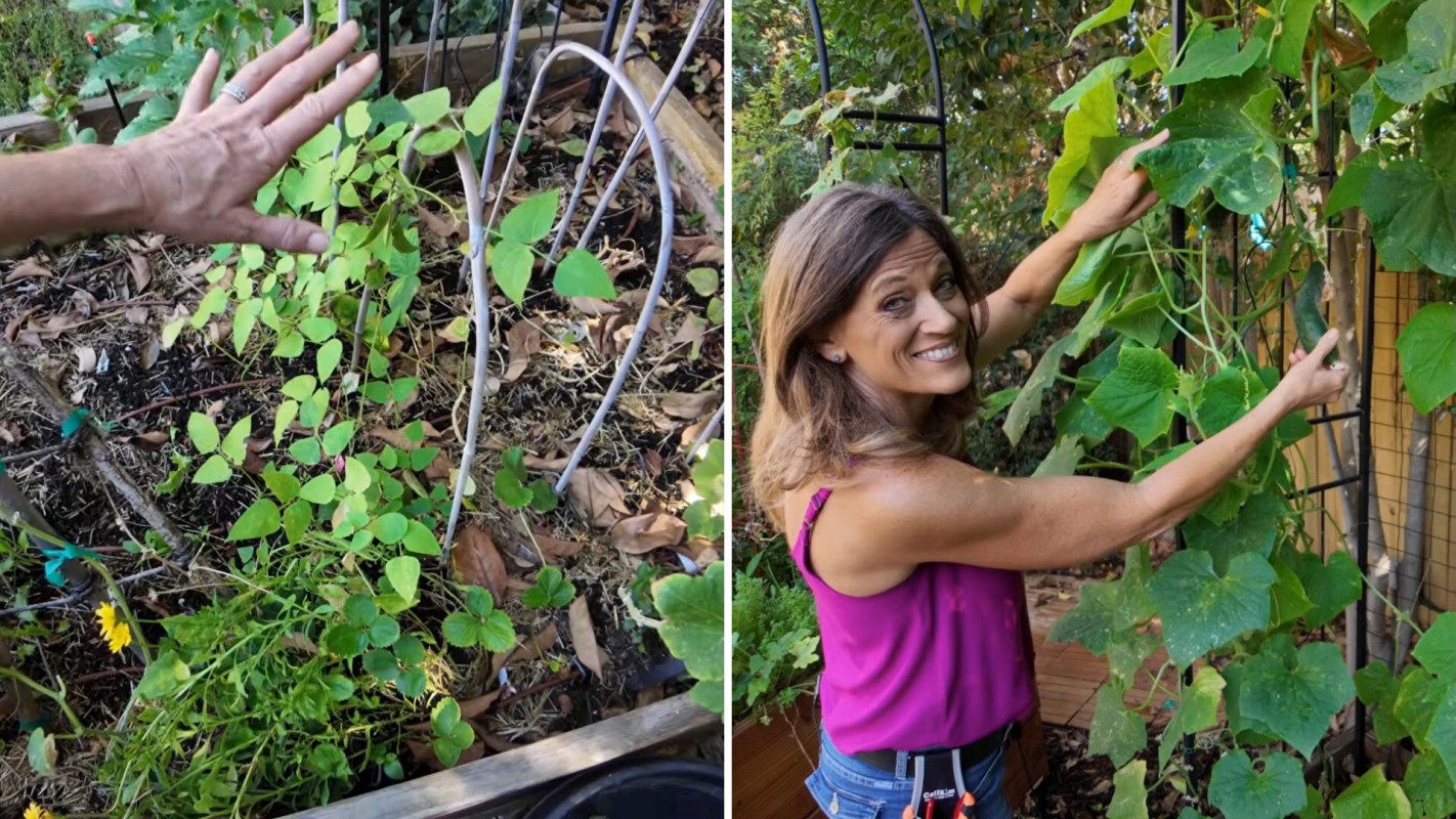 A gardener tending to plants and vines on trellises.