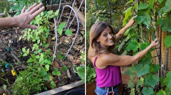 A gardener tending to plants and vines on trellises.