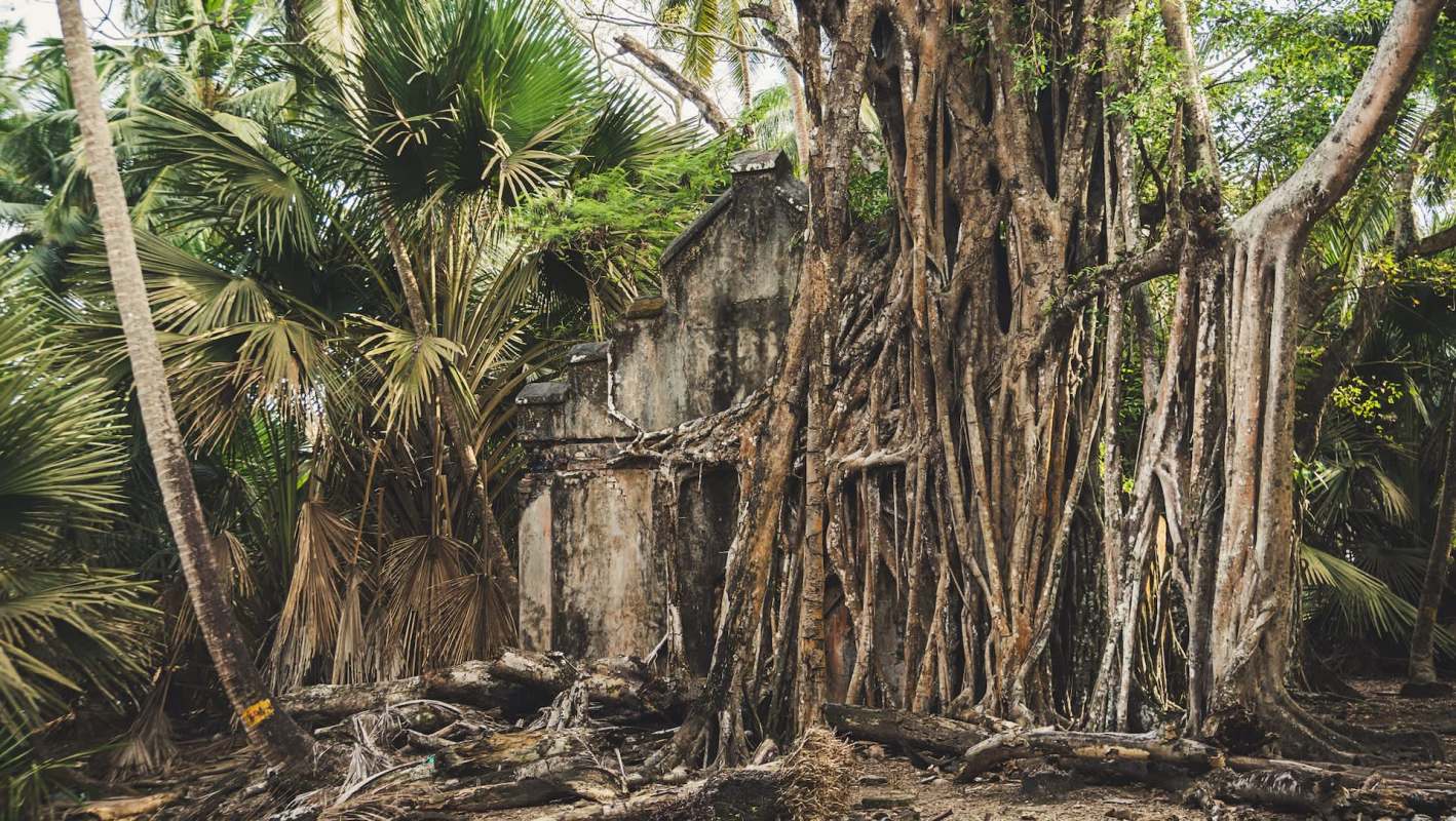 An abandoned structure is overgrown with large tree roots and surrounded by lush tropical vegetation.