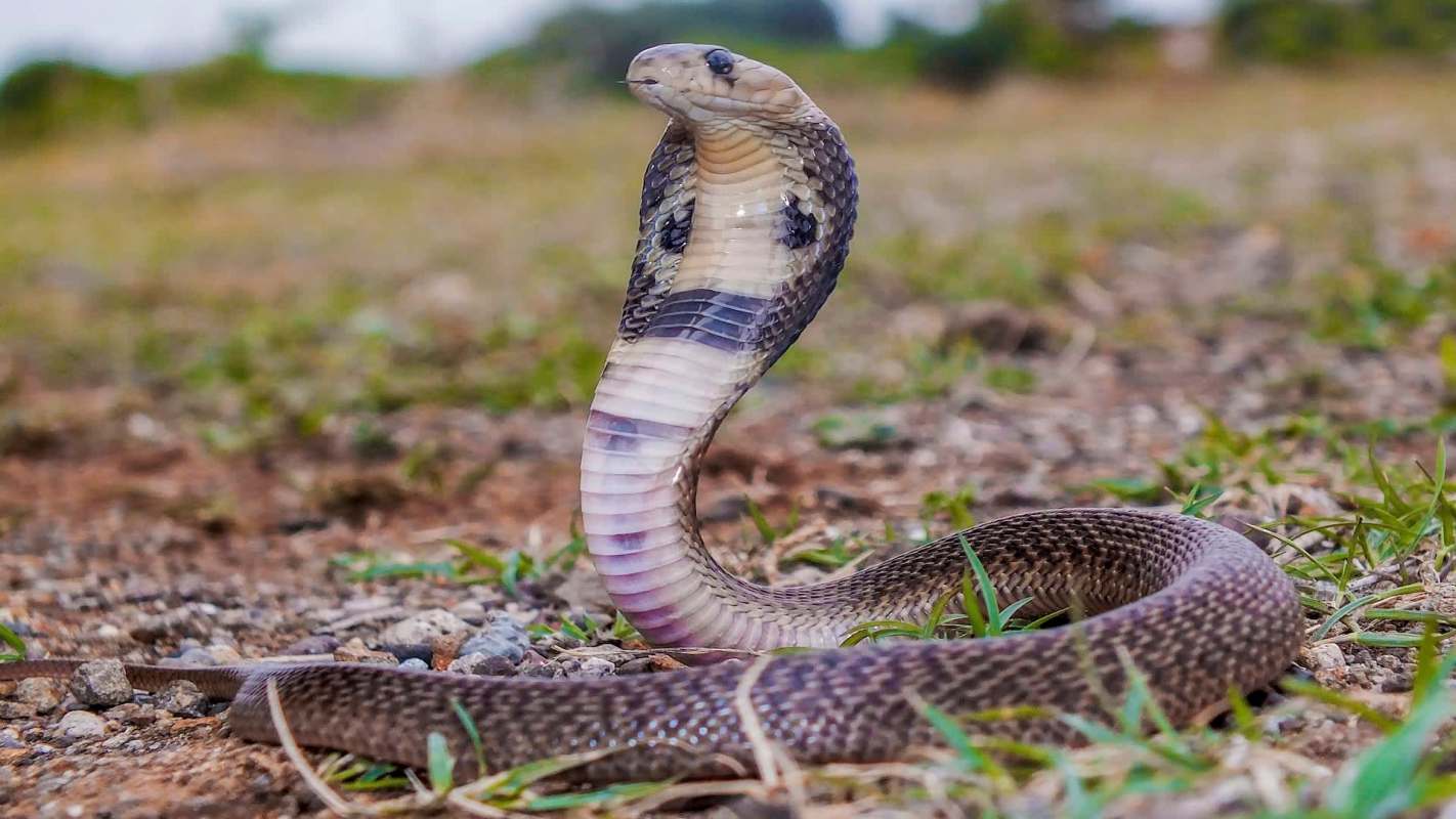 A cobra with its hood raised on the ground surrounded by grass.