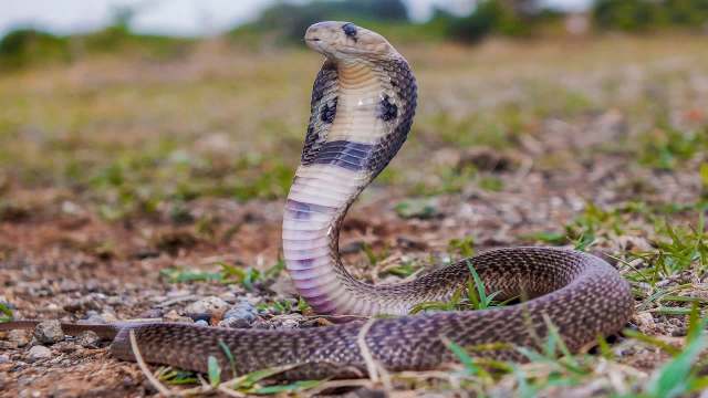A cobra with its hood raised on the ground surrounded by grass.