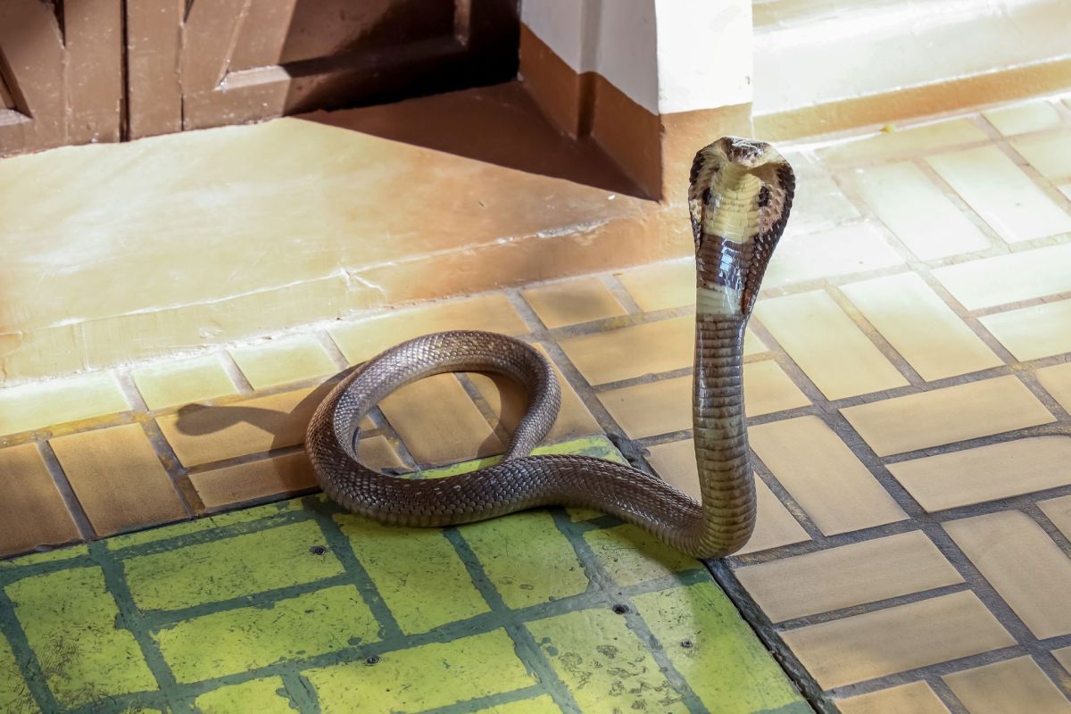 A cobra.