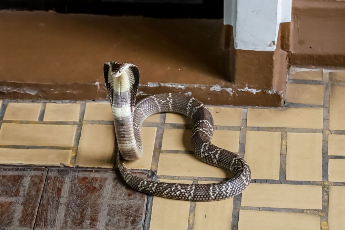 A cobra on the floor.