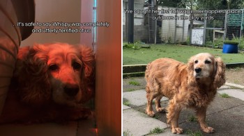 A scared rescue dog named Whispy.