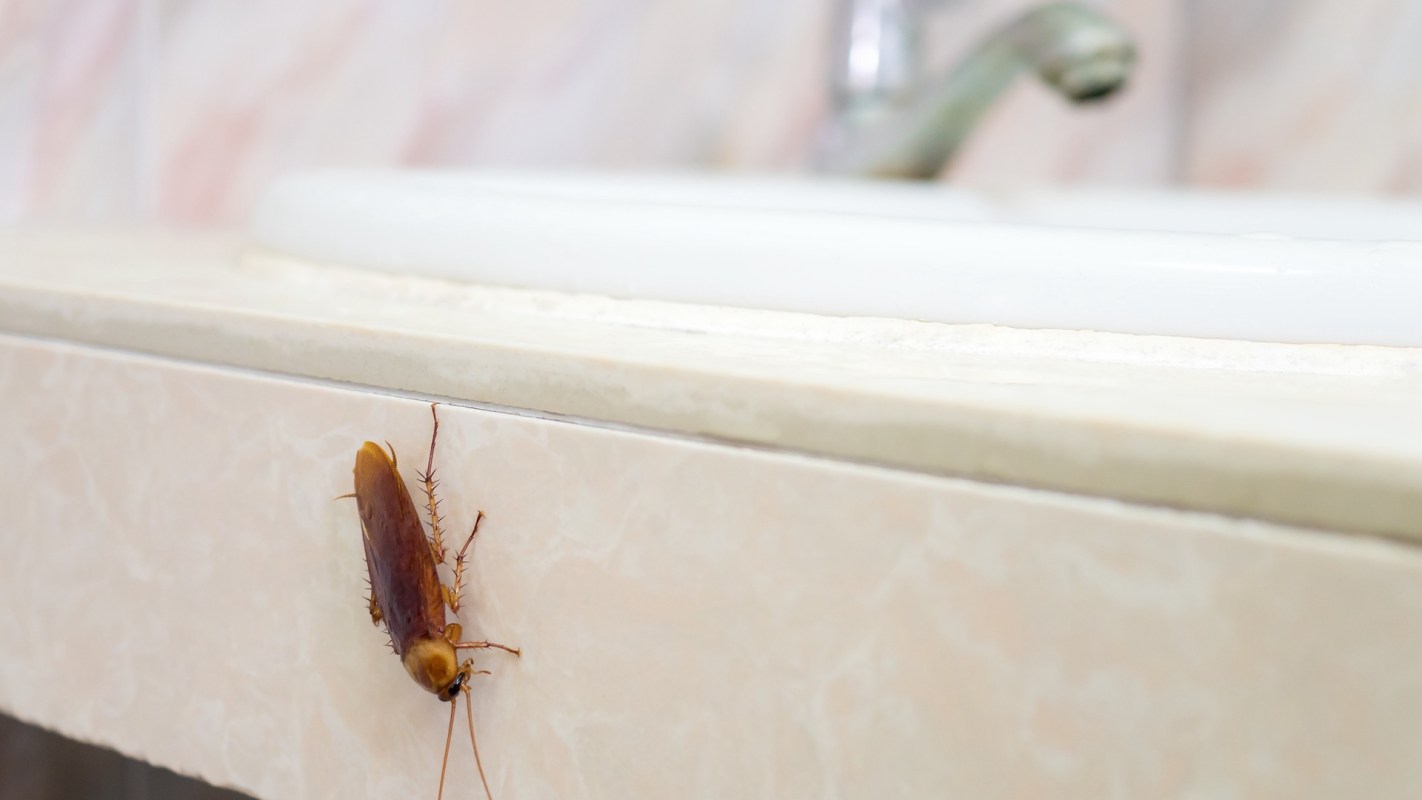 A cockroach is crawling on the edge of a bathroom sink.