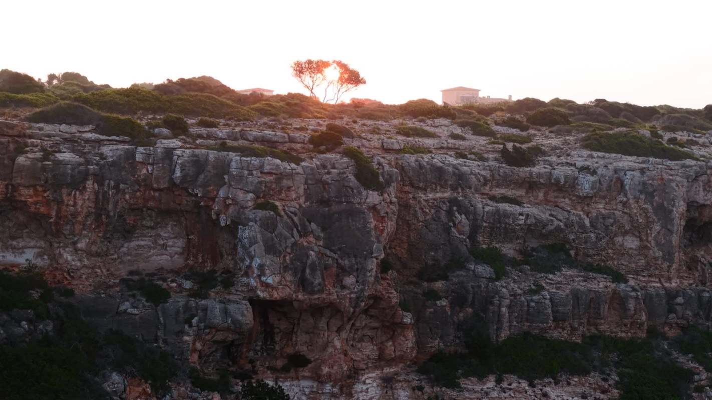A tree silhouetted against the sunset on a rocky cliff with greenery.