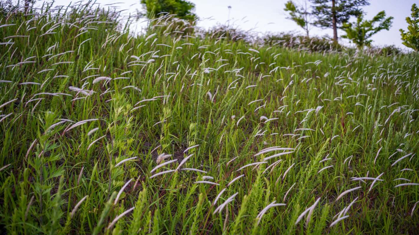 A field of tall green grass with white flower spikes swaying in the breeze.