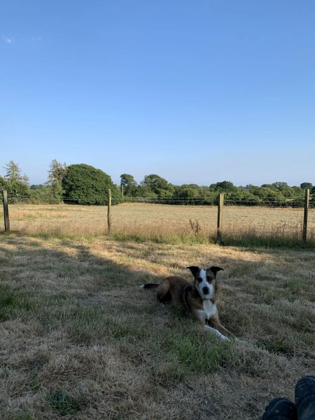 A collie resting on grass.