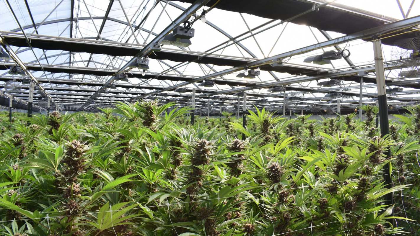 A greenhouse filled with cannabis plants growing under artificial lighting.