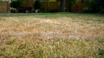 A dry, brown lawn.