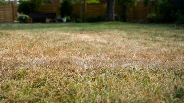 A dry, brown lawn.