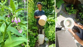 A person holds a container among various plants in a garden, while another container sits on the ground nearby.