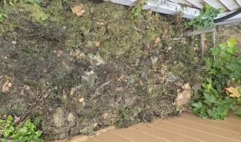A patch of soil and vegetation covered with leaves and debris next to a wooden board.