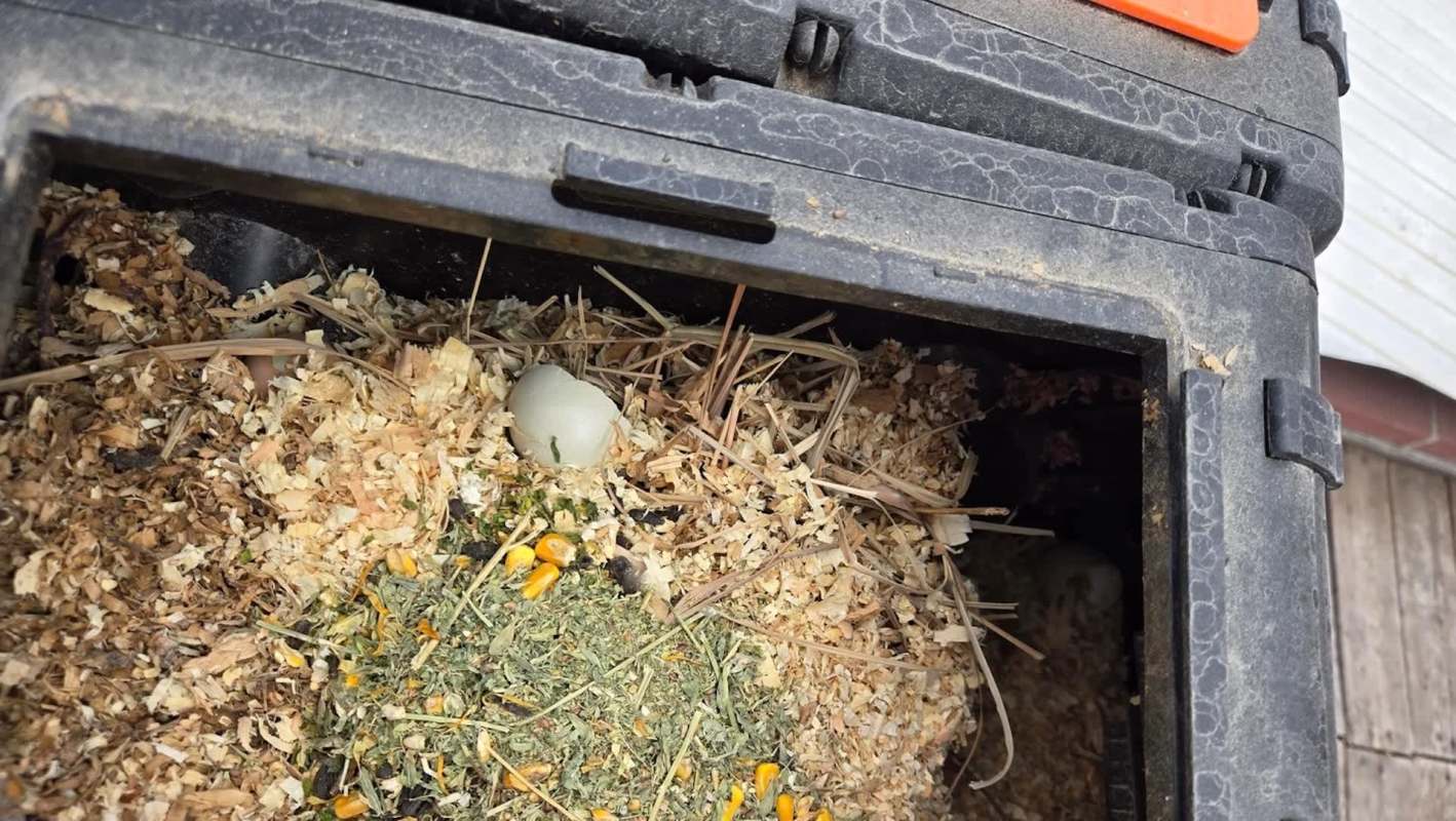 An egg among bedding material in a compost pile.