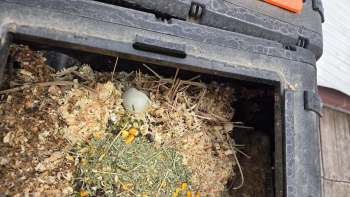 An egg among bedding material in a compost pile.